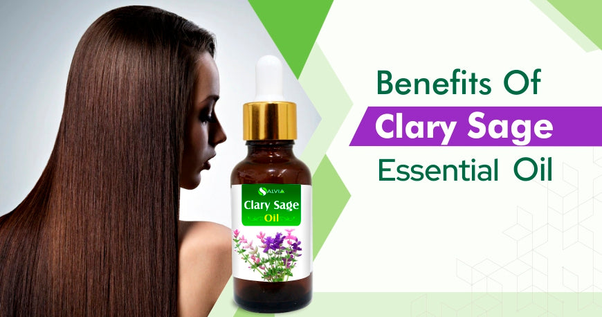 5 Benefits of Clary Sage Essential Oil 5 Benefits of Clary Sage Essential Oil